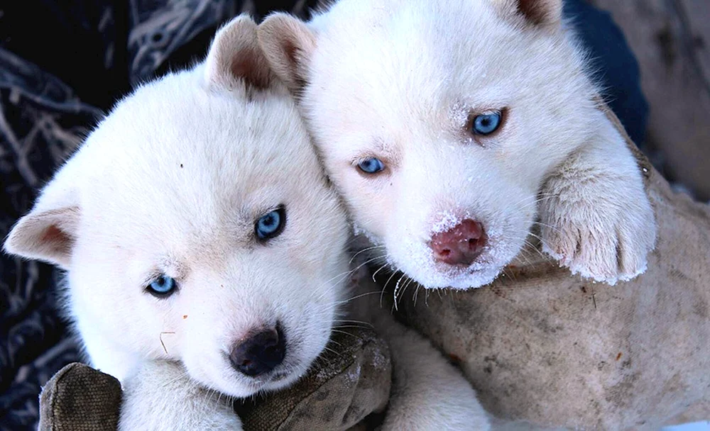 Westsibirischer Husky weiß