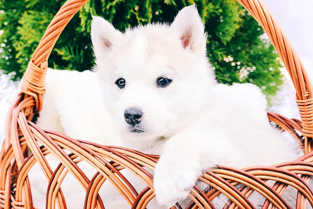 Siberian Husky albino