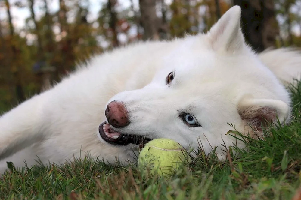 Siberian Husky weiß