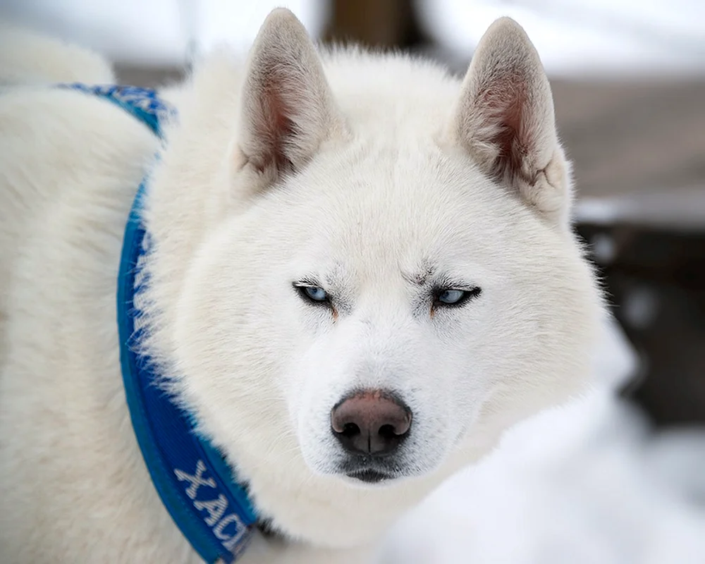 Siberian Husky weiß