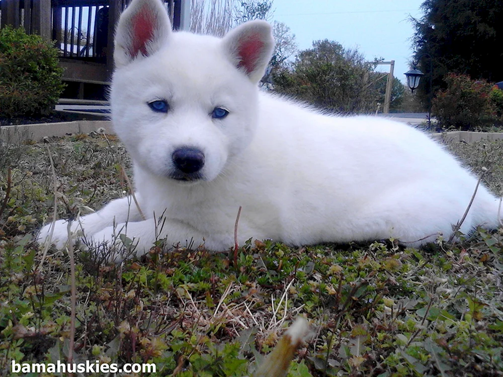 Westsibirischer Albino Husky