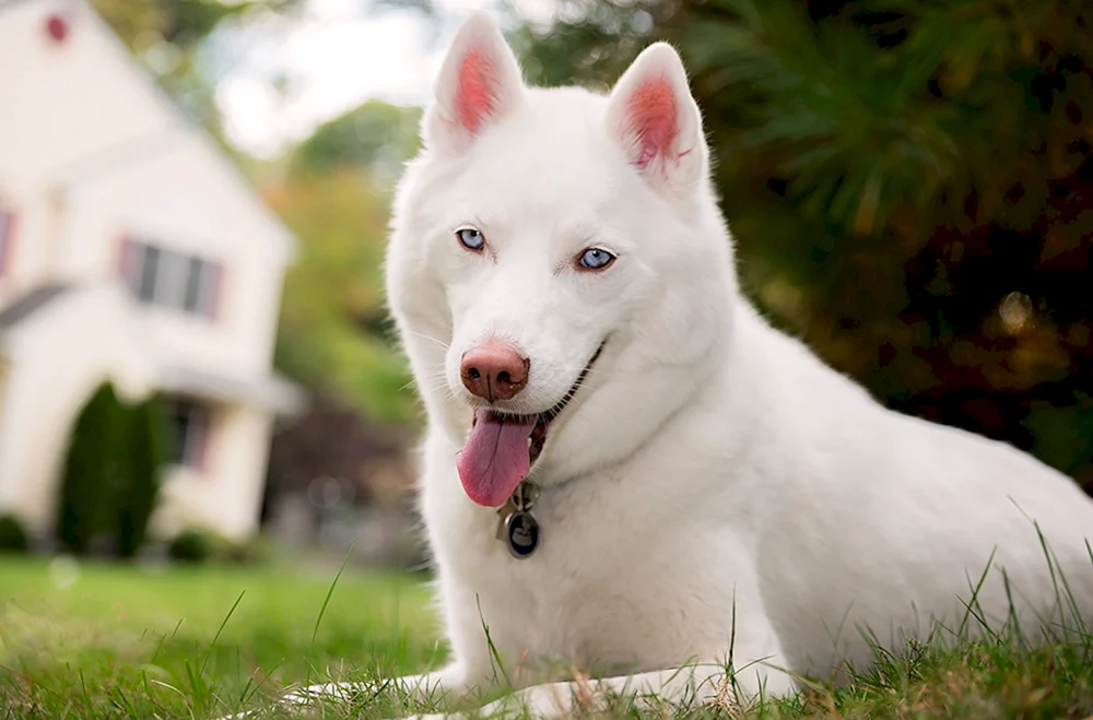 Siberian Husky weiß