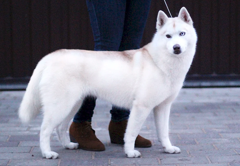 Siberian Husky weiß