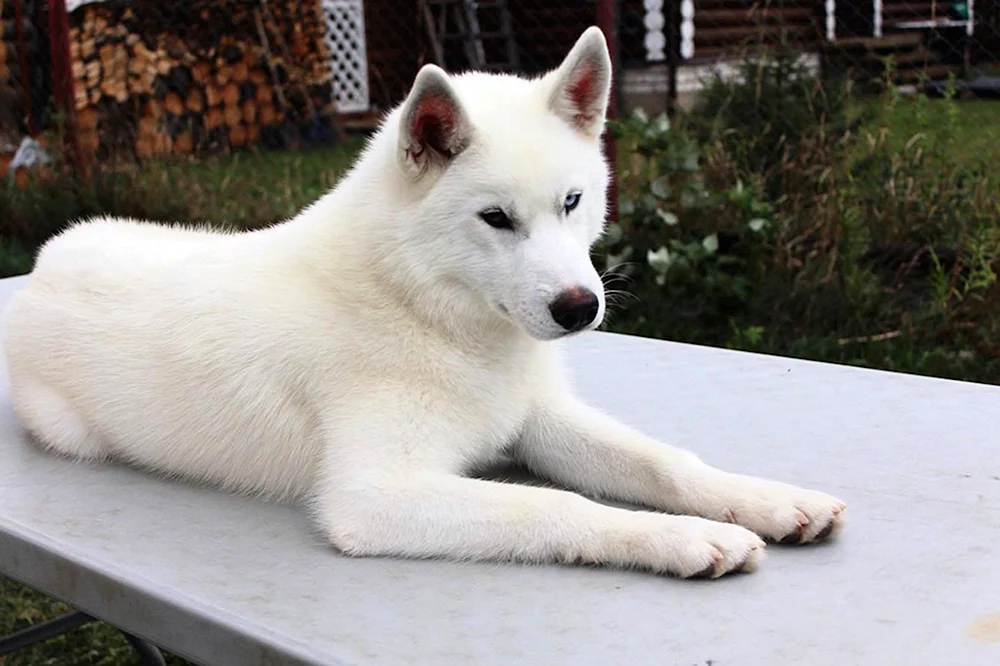 Siberian Husky weiß