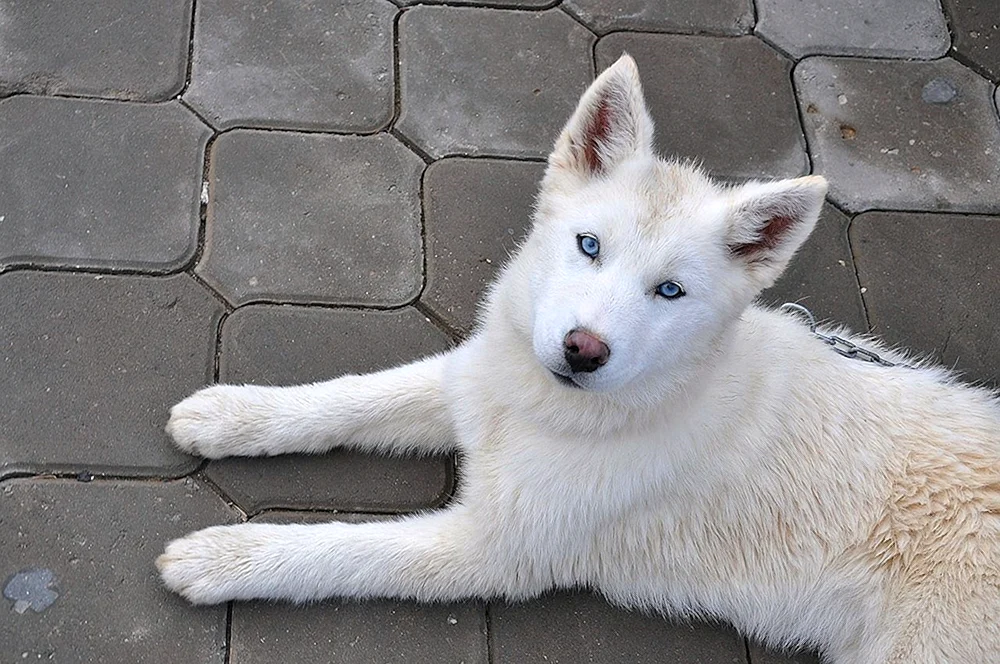 Siberian Husky weiß