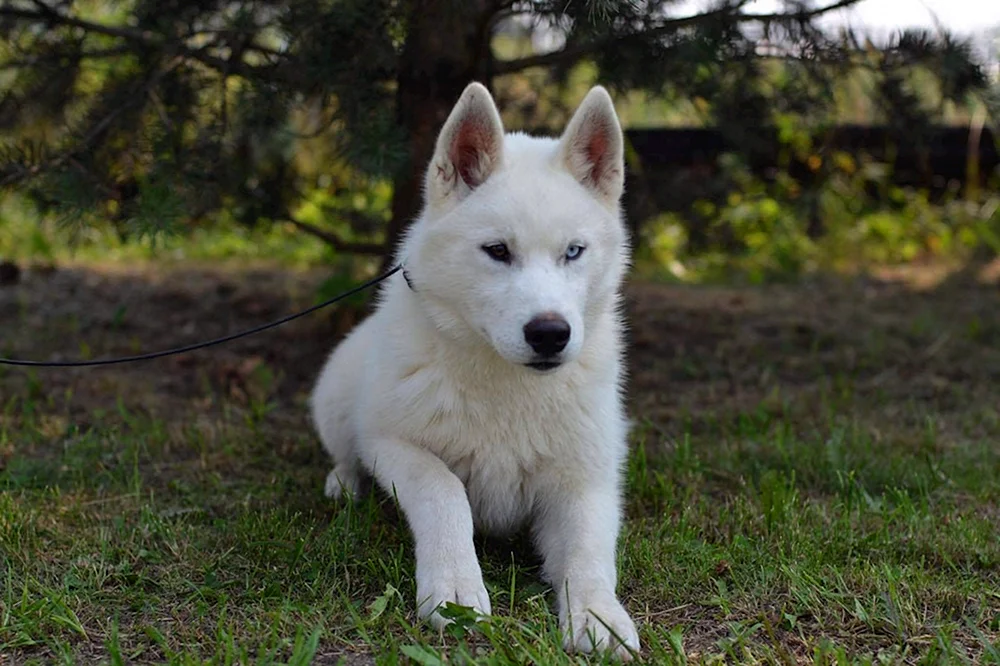 Siberian Husky weiß