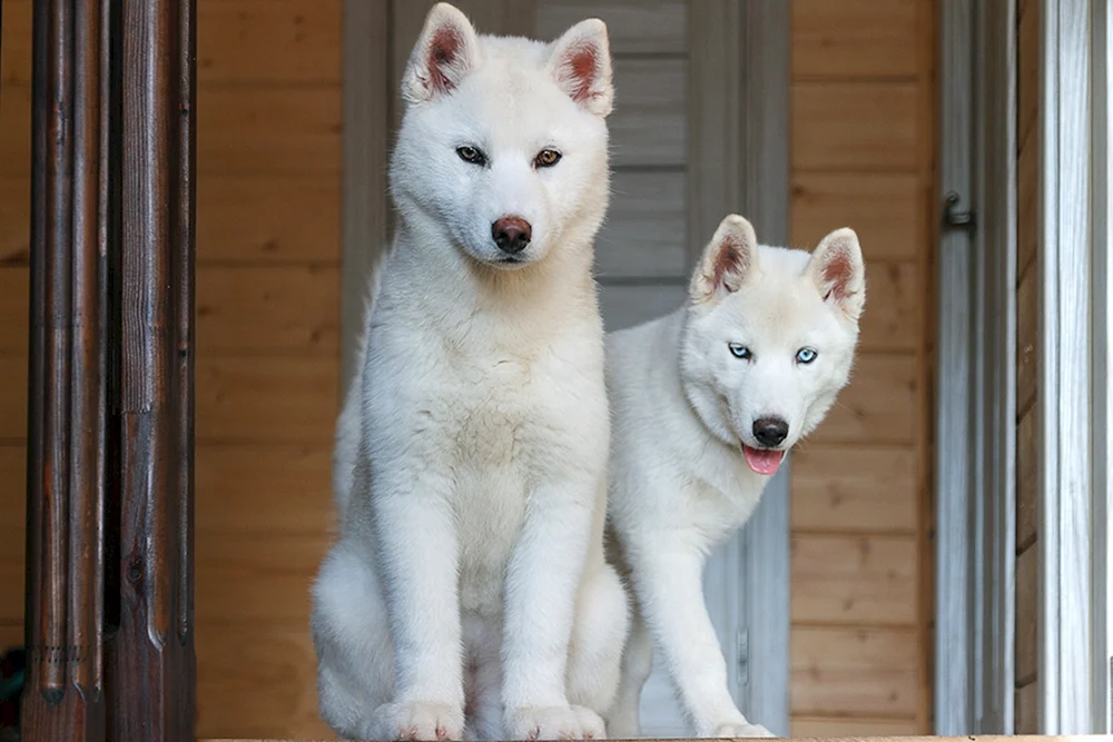 Siberian Husky weiß
