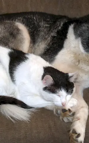 Siberian Husky Katze
