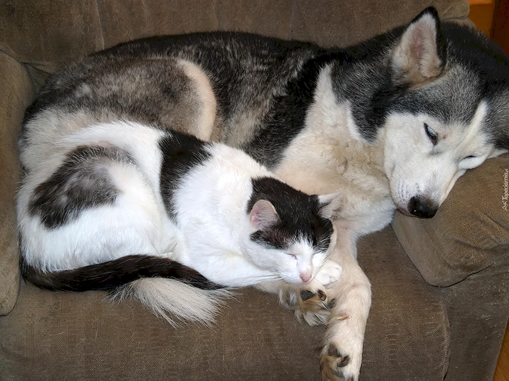 Siberian Husky Katze