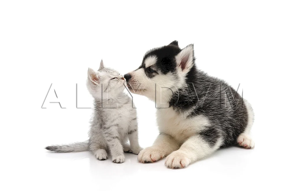 Kitten Husky Katze