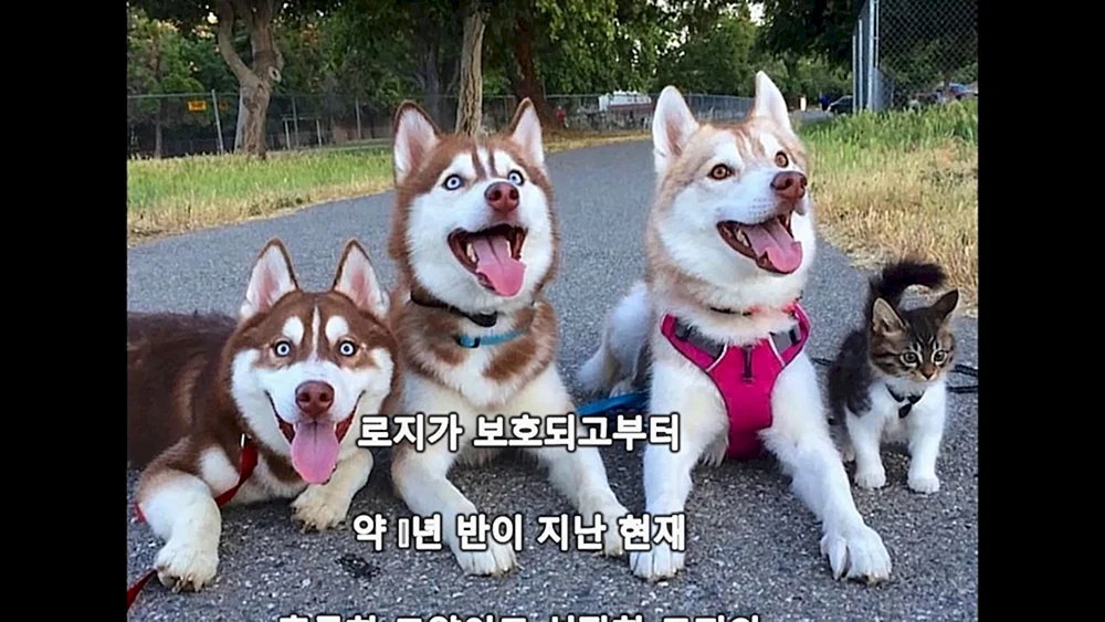 Katze Husky Katze