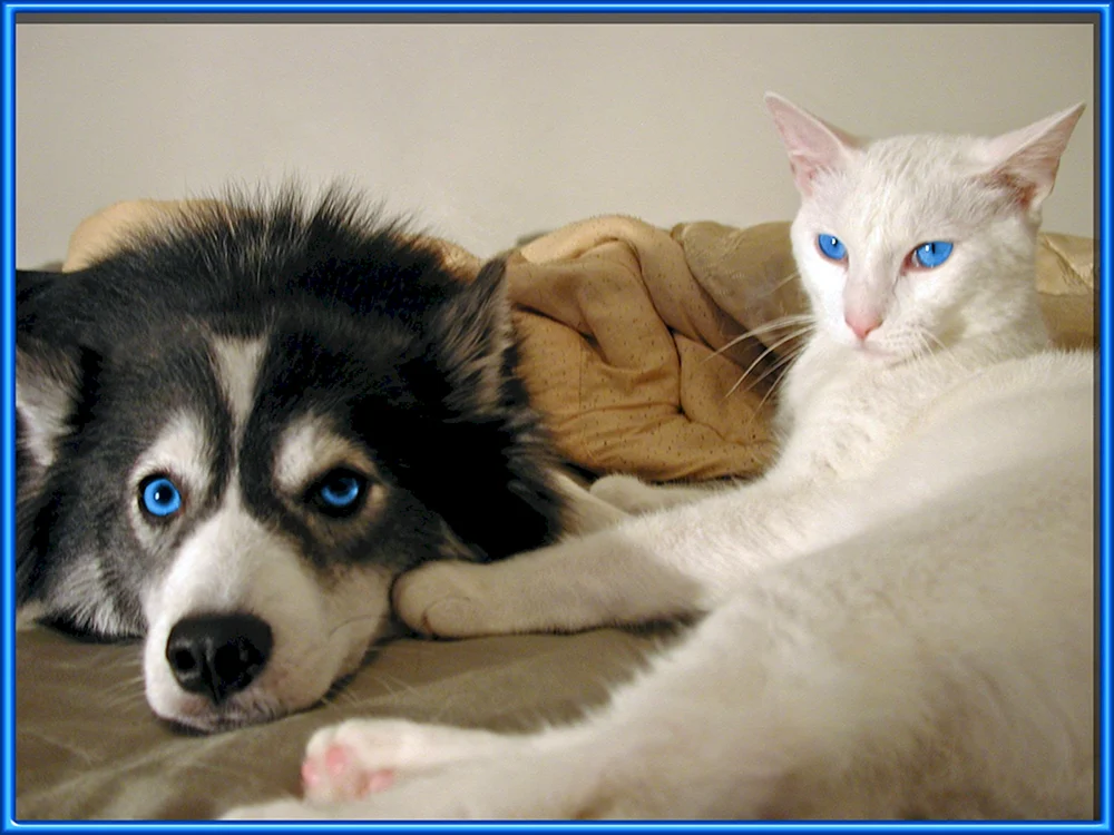 Siberian Husky Katze
