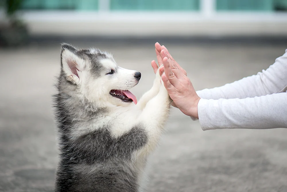 Hundekunst
