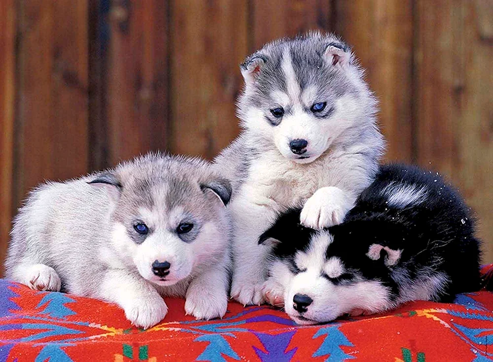 Siberian Husky