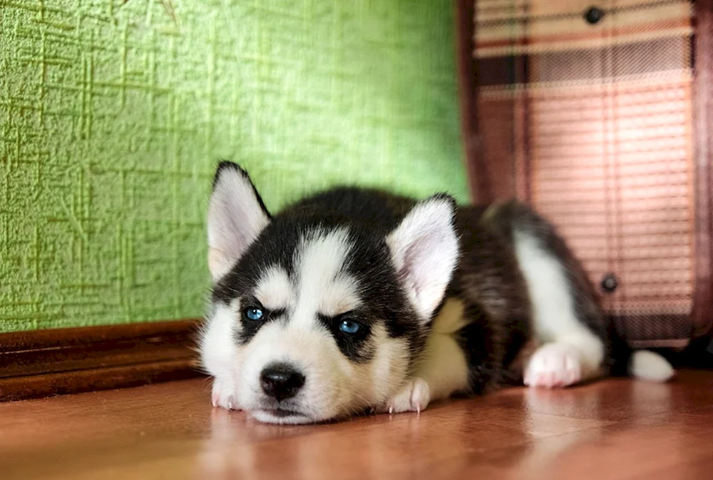 Siberian Husky