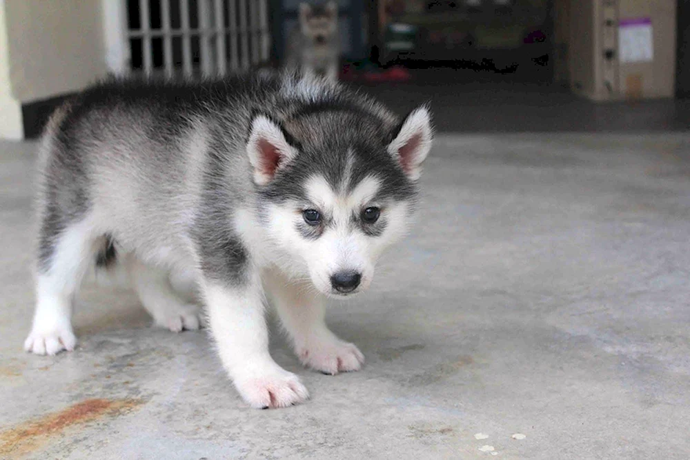 Siberian Husky