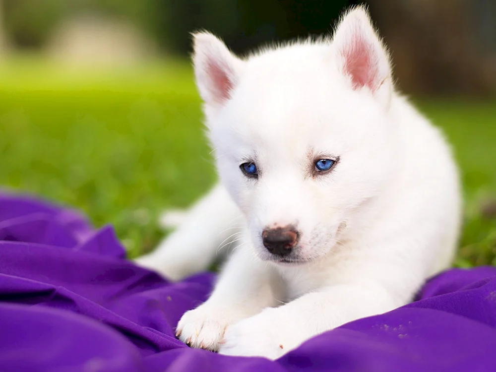 Siberian Husky Welpen