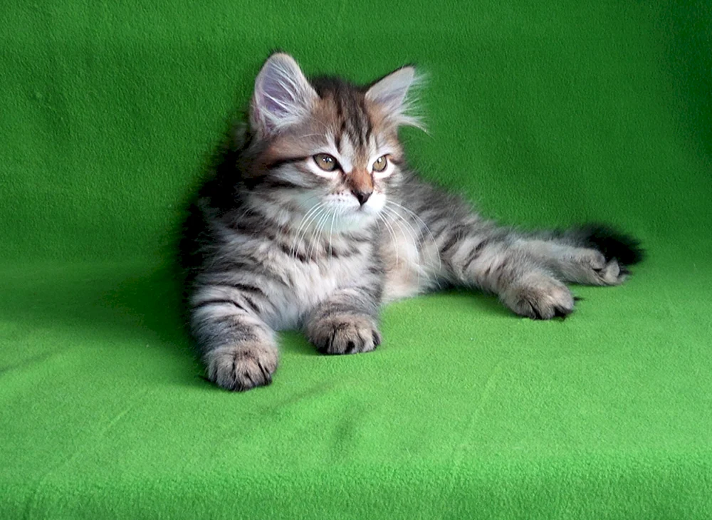 Sibirische Katze