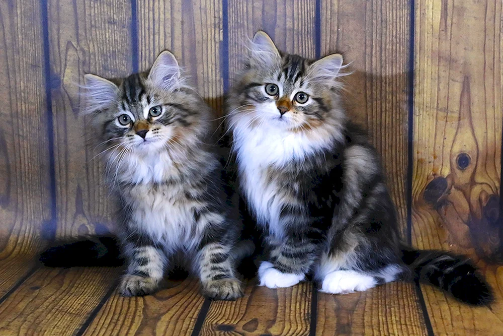 Sibirische Katzen Katzen