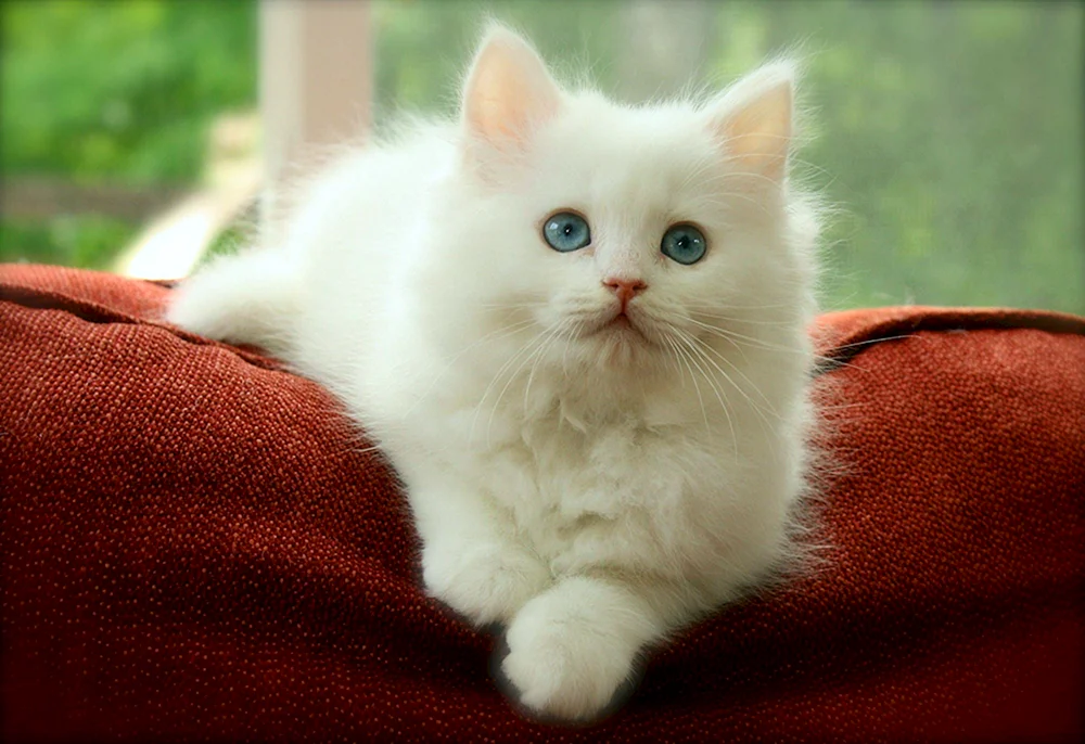 Sibirische Katze weiß