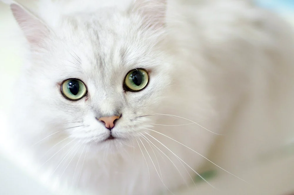 Weiße Katze