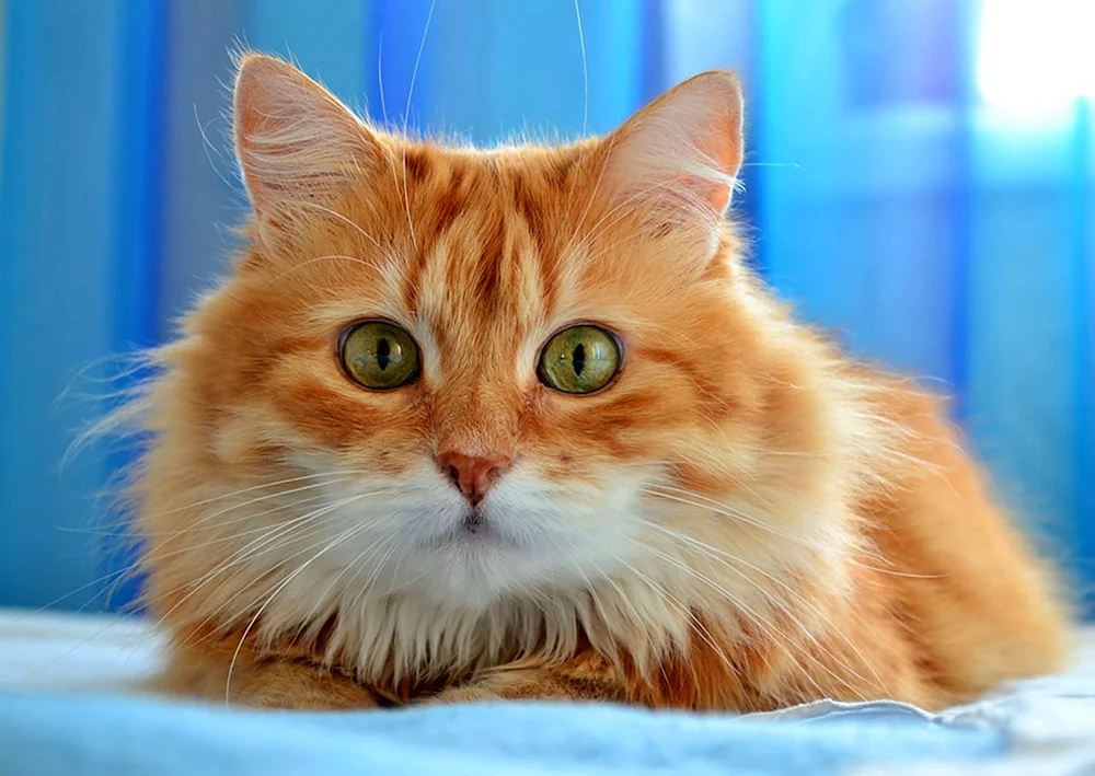 Sibirische Katze Ingwer
