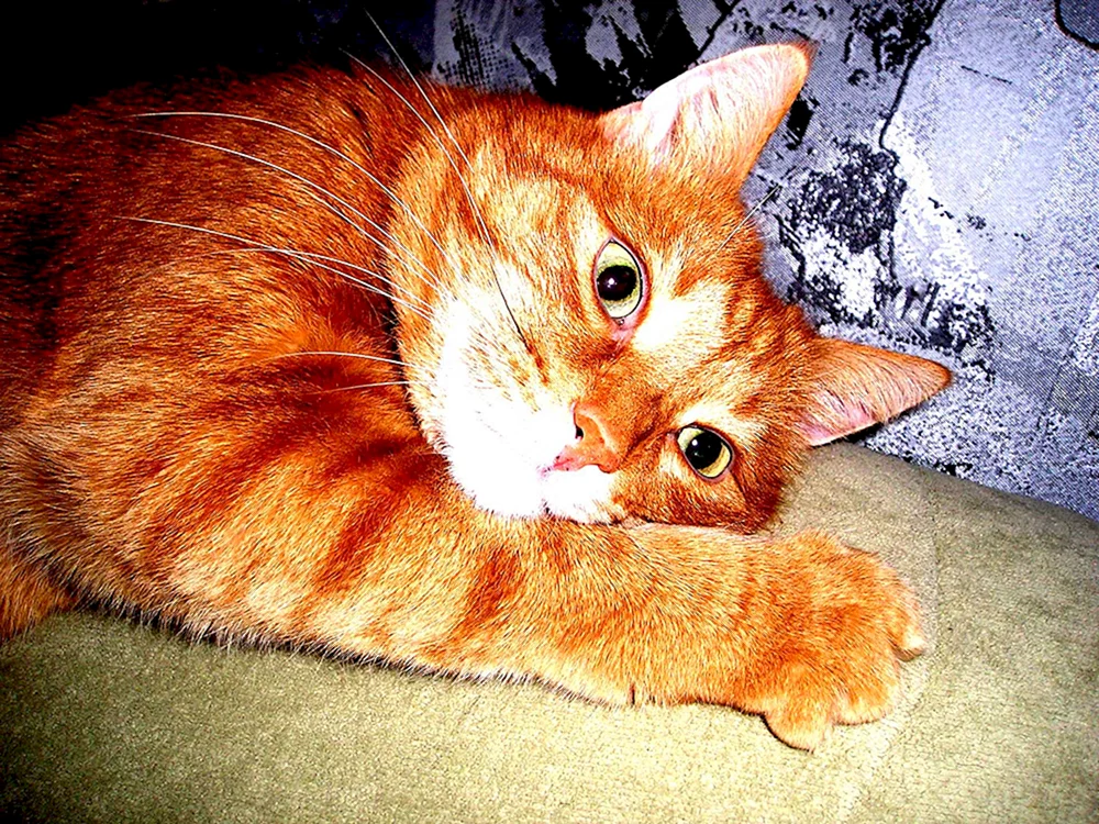Europäische Kurzhaarkatze rot