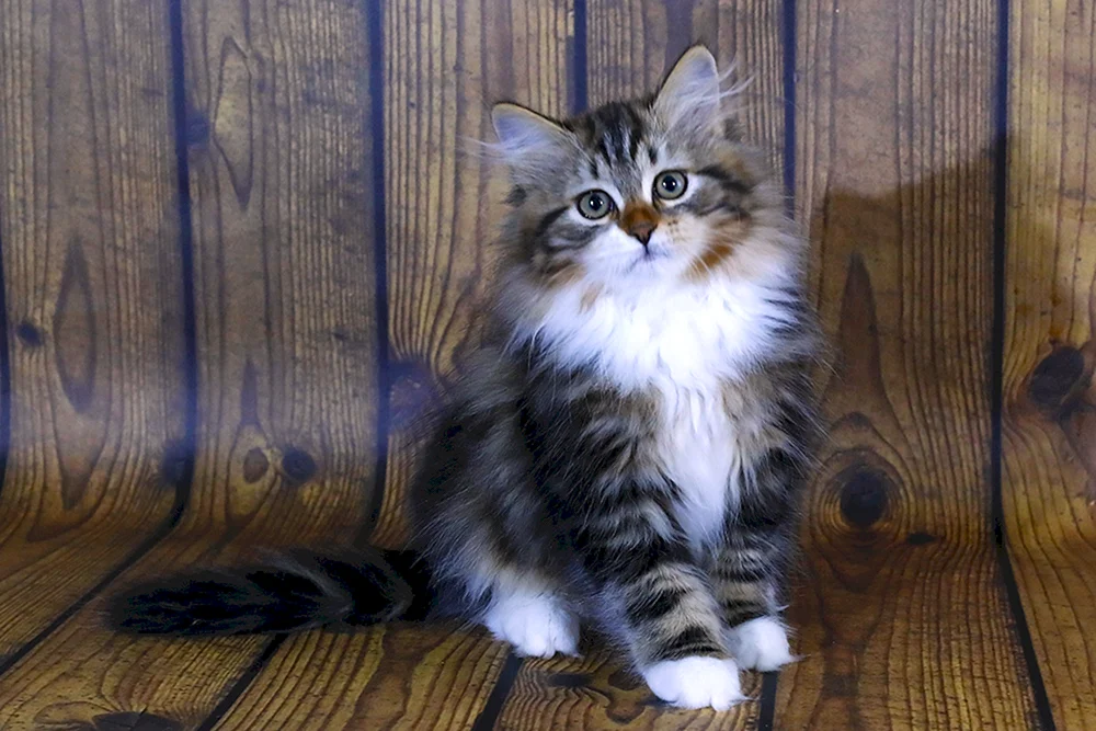 Sibirische Katze grau