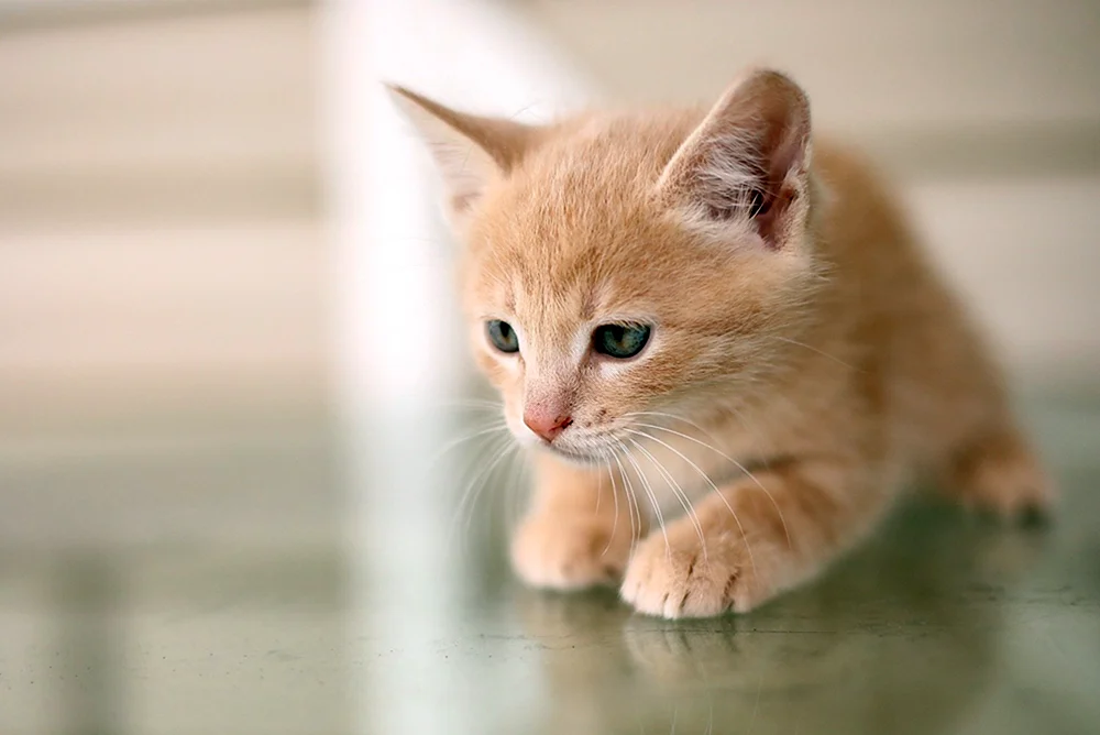 Sibirische Katze pfirsichfarben