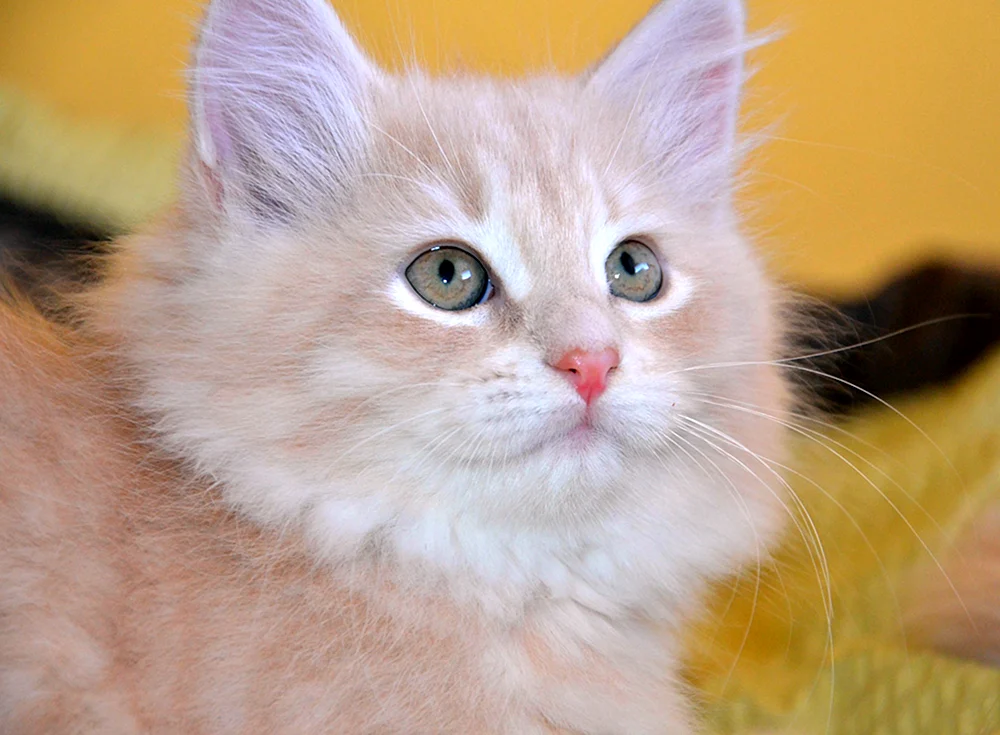 Sibirische Katze pfirsichfarben