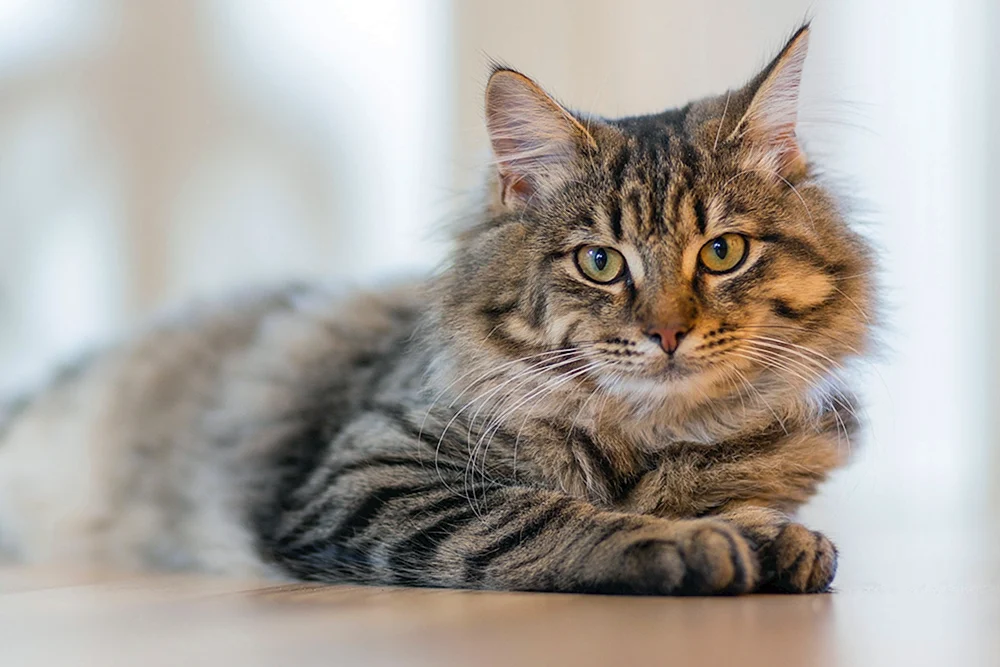 Sibirische Katze gestreift