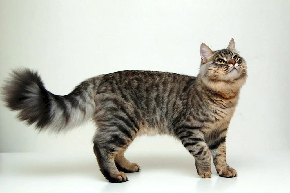 Katze stehend