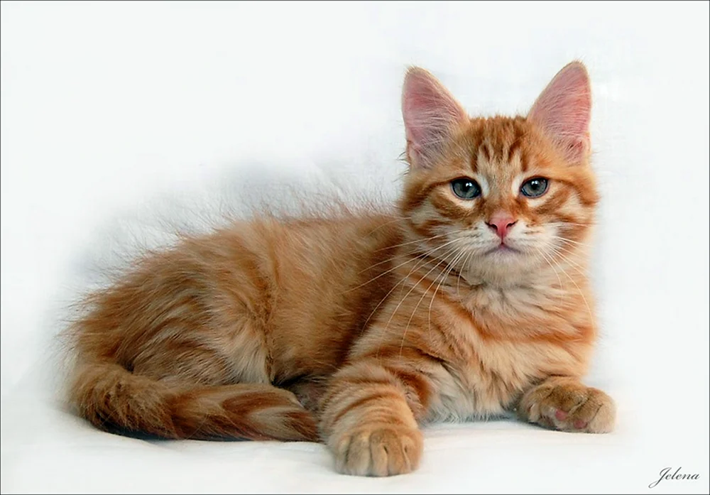 Sibirische Katze Maine Coon ingwer