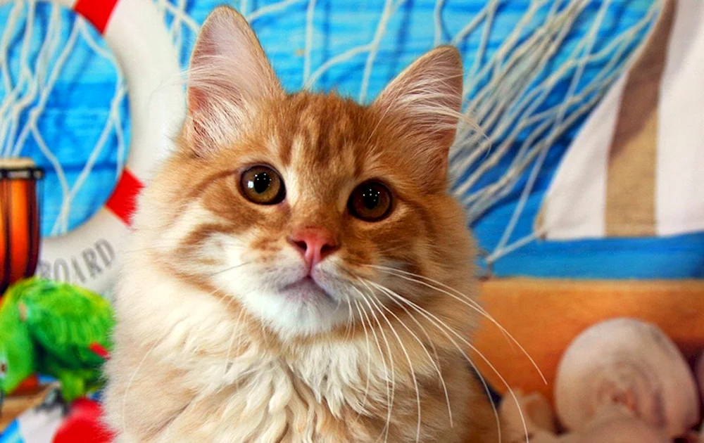 Sibirische Katze ingwer
