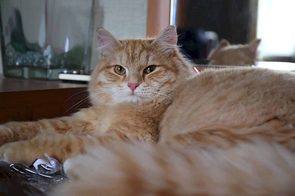 Sibirische Katze ingwer