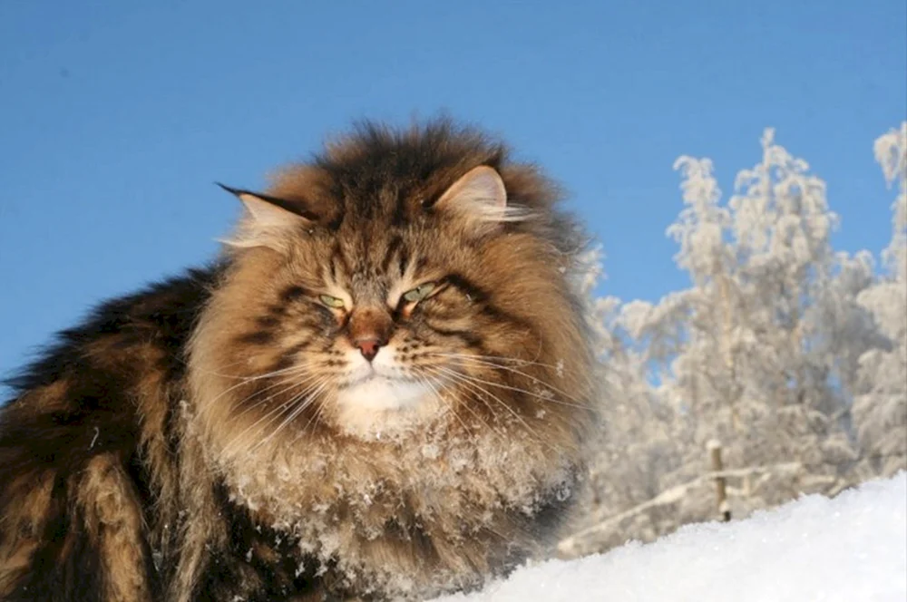 Sibirische Ussuri-Katze