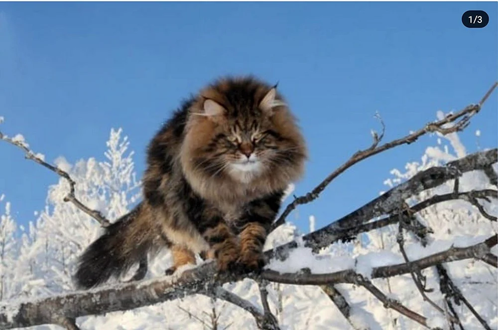 Sibirische Katze