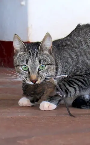 Sibirische Rattenfänger Katze Sibirische Rattenfänger Katze Sibirische Rattenfänger Katze Sibirische Rattenfänger Katze Sibirische Rattenfänger Katze Sibirische Rattenfänger Katze Sibirische Rattenfänger Katze Sibirische Rattenfänger Katze Sibirische Rattenfänger Katze Sibirische Rattenfänger Katze Sibirische Rattenfänger Katze Sibirische Rattenfänger Katze Sibirische Rattenfänger Katze Sibirische Rattenfänger Katze Sibirische Rattenfänger Katze Sibirische Rattenfänger Katze Sibirische Rattenfänger Katze Rattenfänger Katze