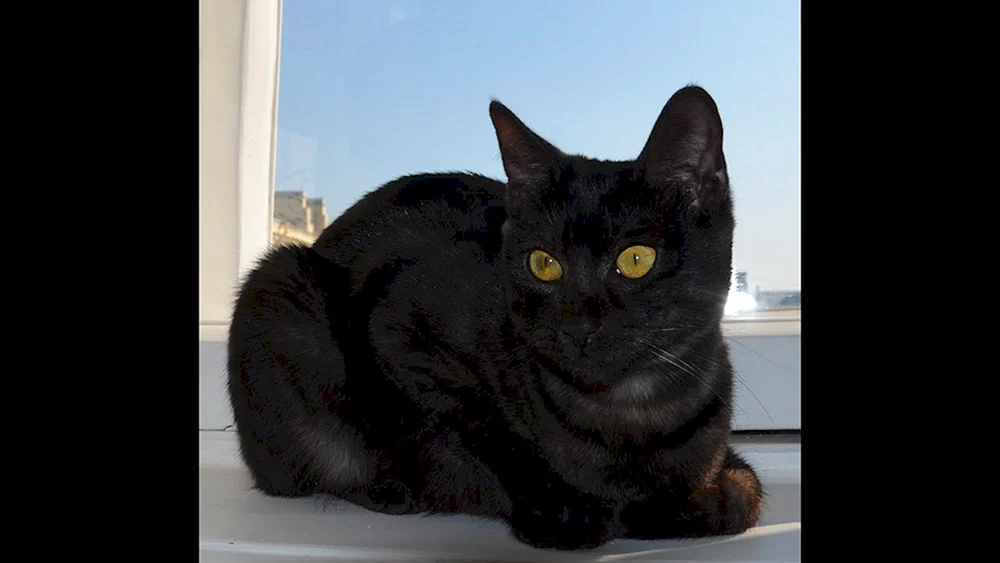Sibirische Rattenfänger Katze