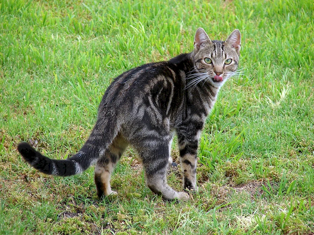 Sibirische Rattenfänger Katze