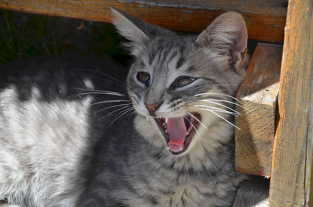 Sibirische Rattenfänger Katze