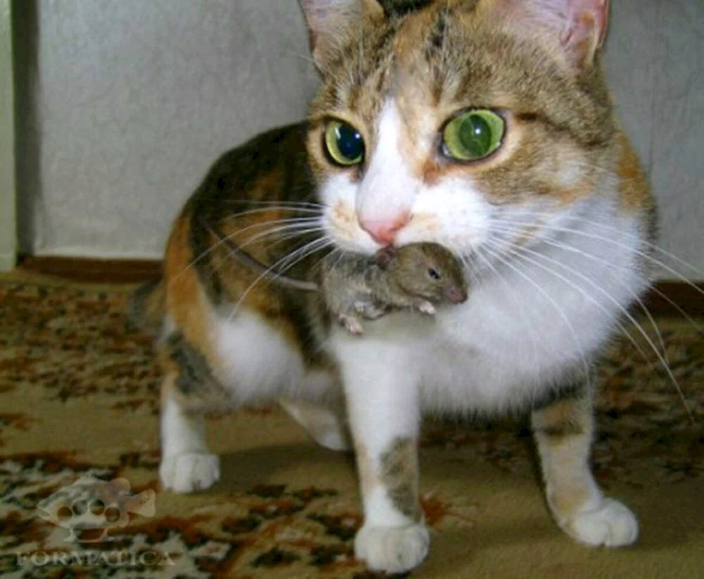 Sibirische Rattenfänger Katze