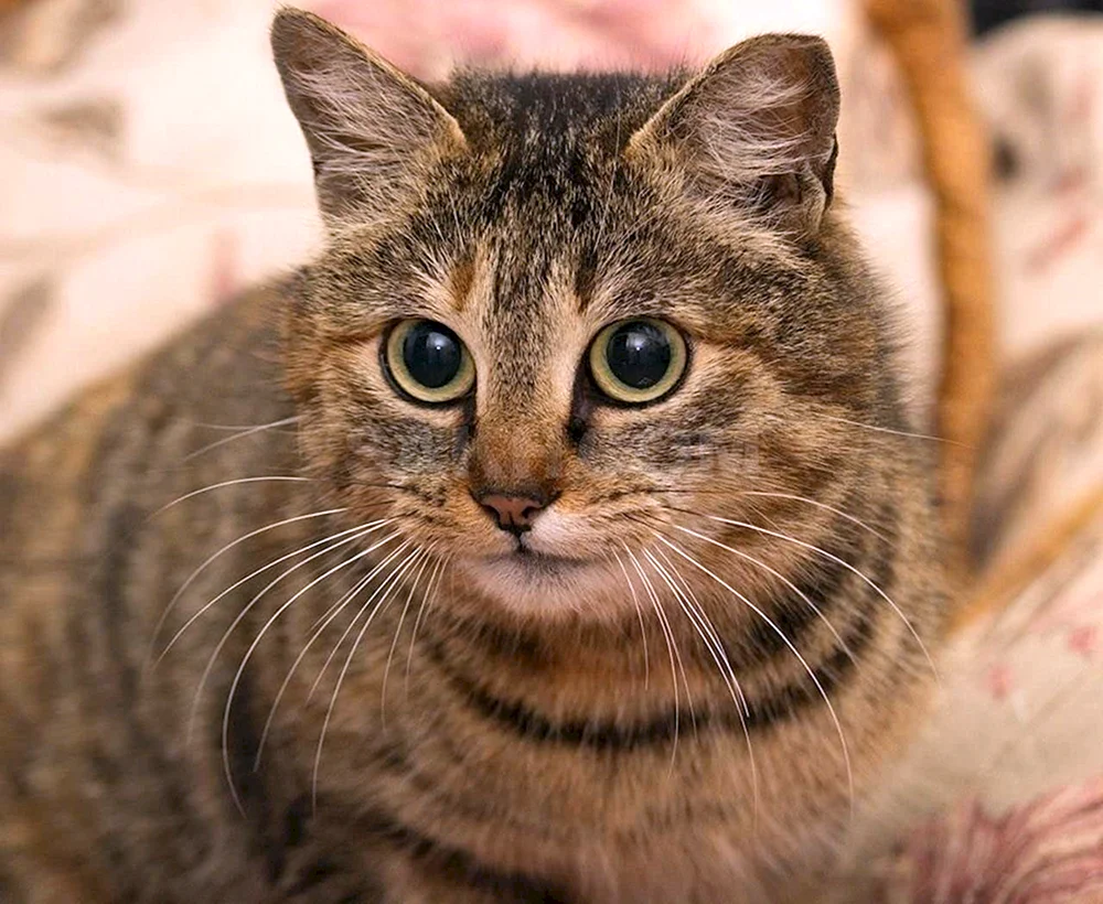 Sibirische Rattenfänger Katze