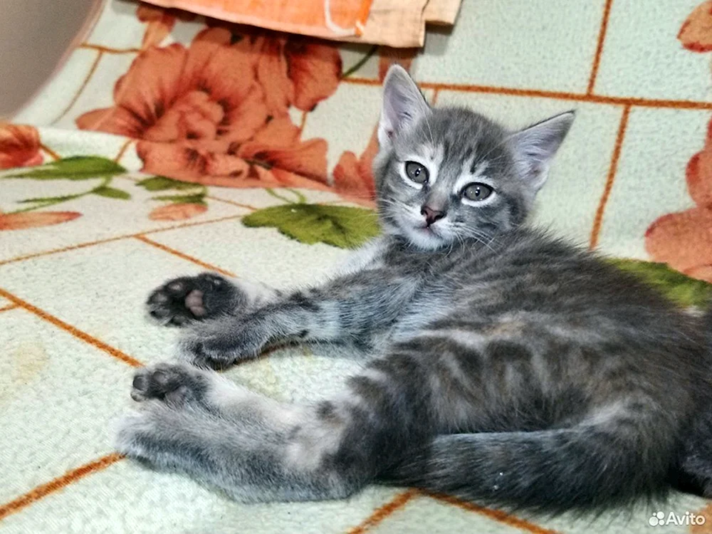 Sibirische Rattenfänger-Katze