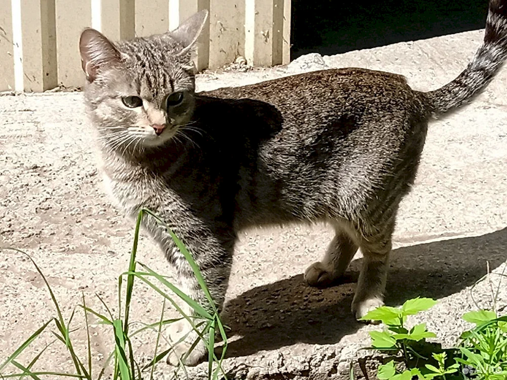 Rattenfänger Katze
