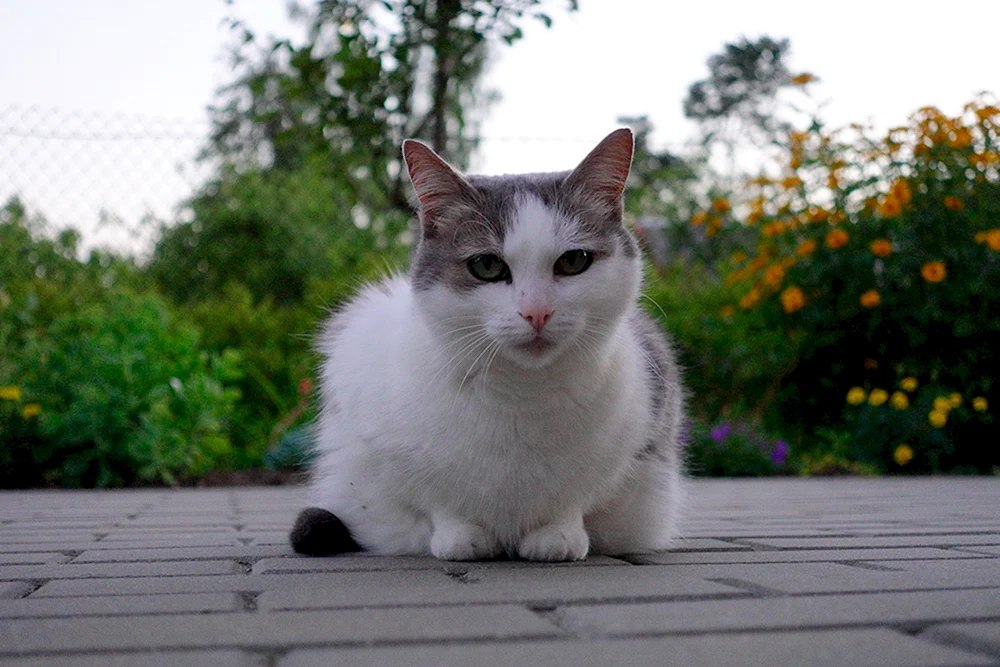Sibirische Rattenkatze weiß