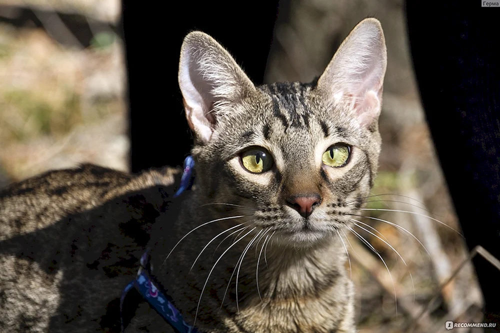 Maine Coon und Orientalische Katzenrasse