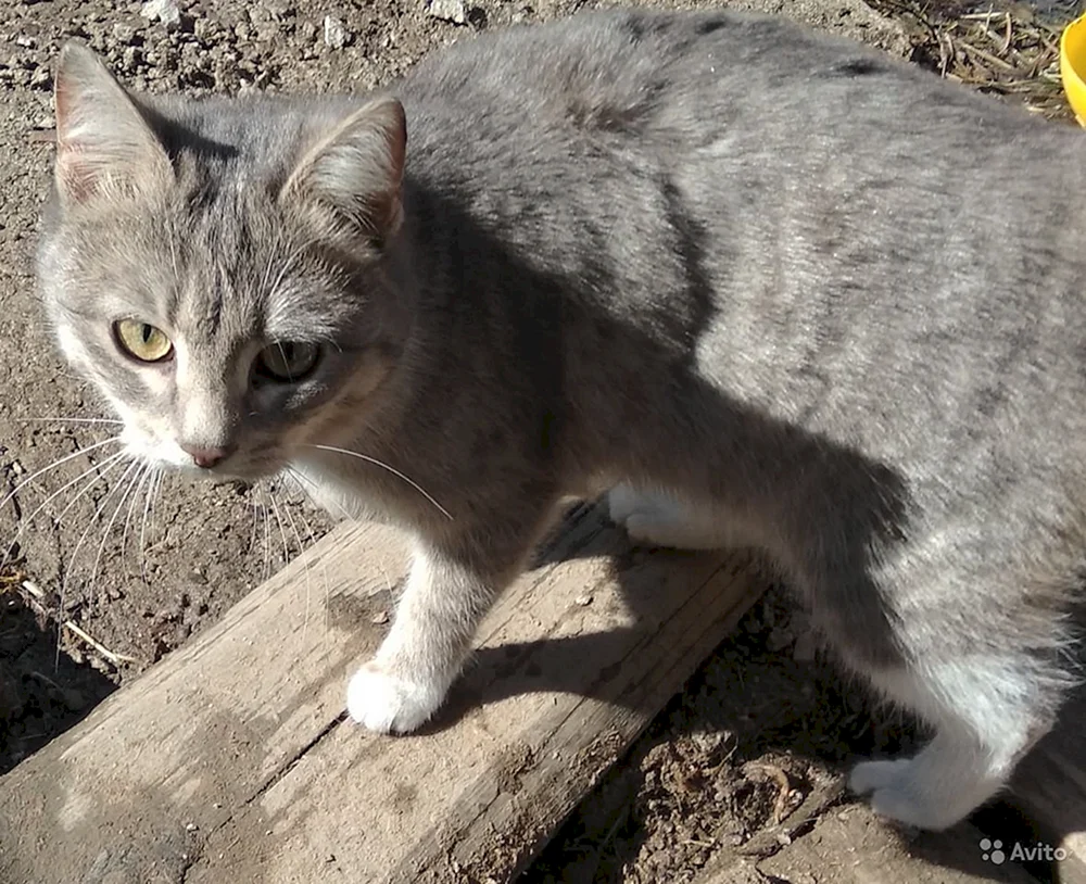Sibirische Rattenfänger Katze