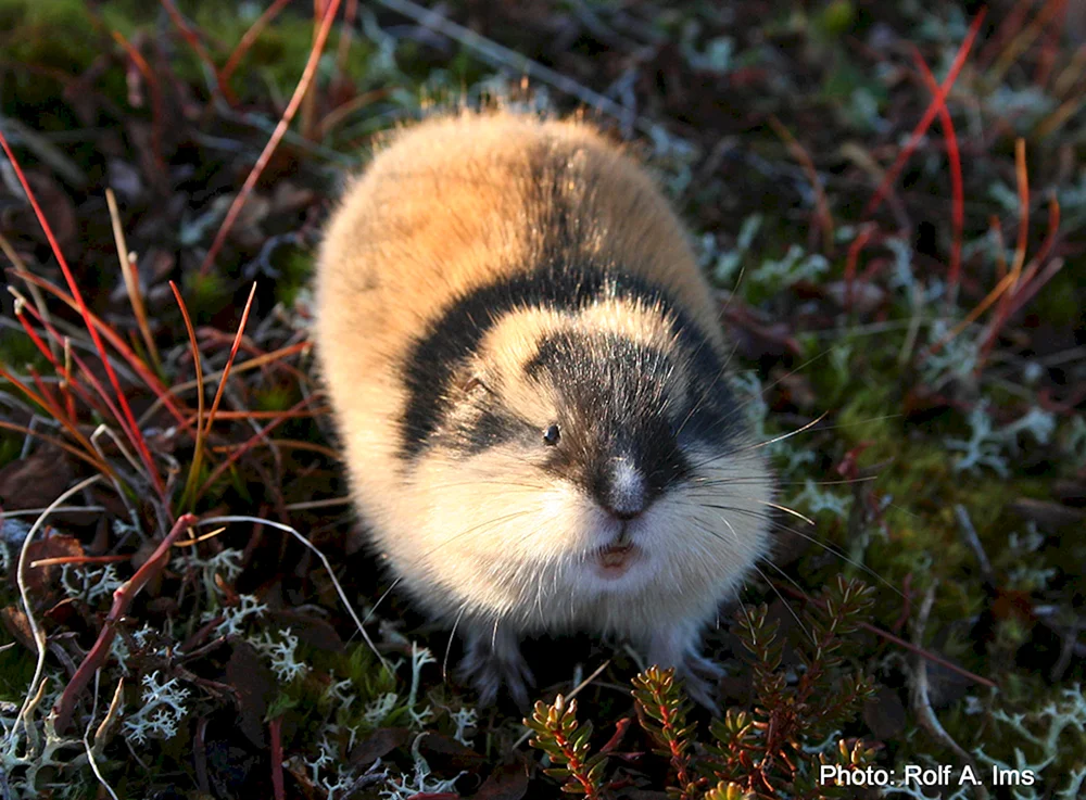 Arktischer Hase Eichhörnchen in der Tundra