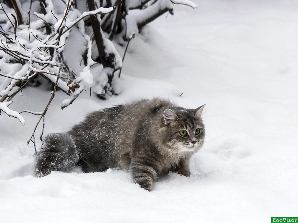 Sibirische Wildkatze